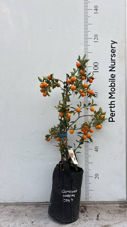Fruit Tree Kumquat Cumquat Nagami