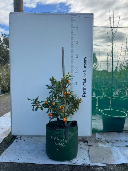 Fruit Tree Kumquat Cumquat Nagami