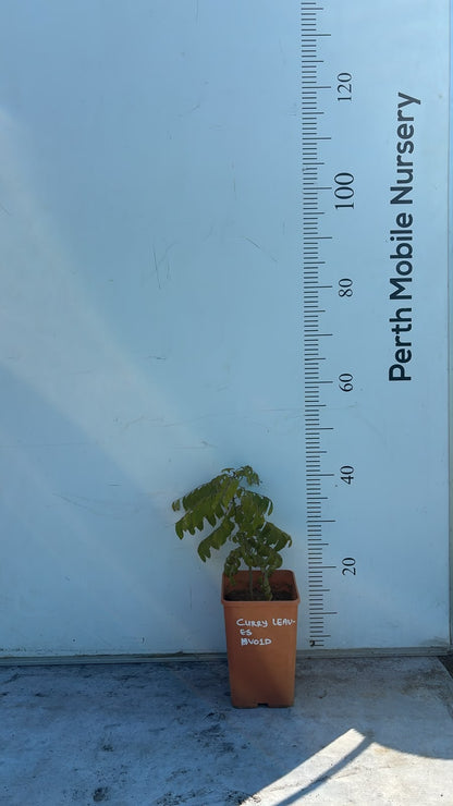Curry Leaves Herbs Tree