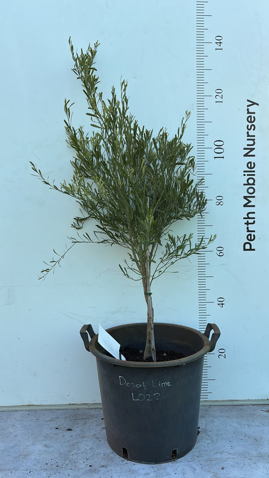 Desert Lime (Citrus glauca)