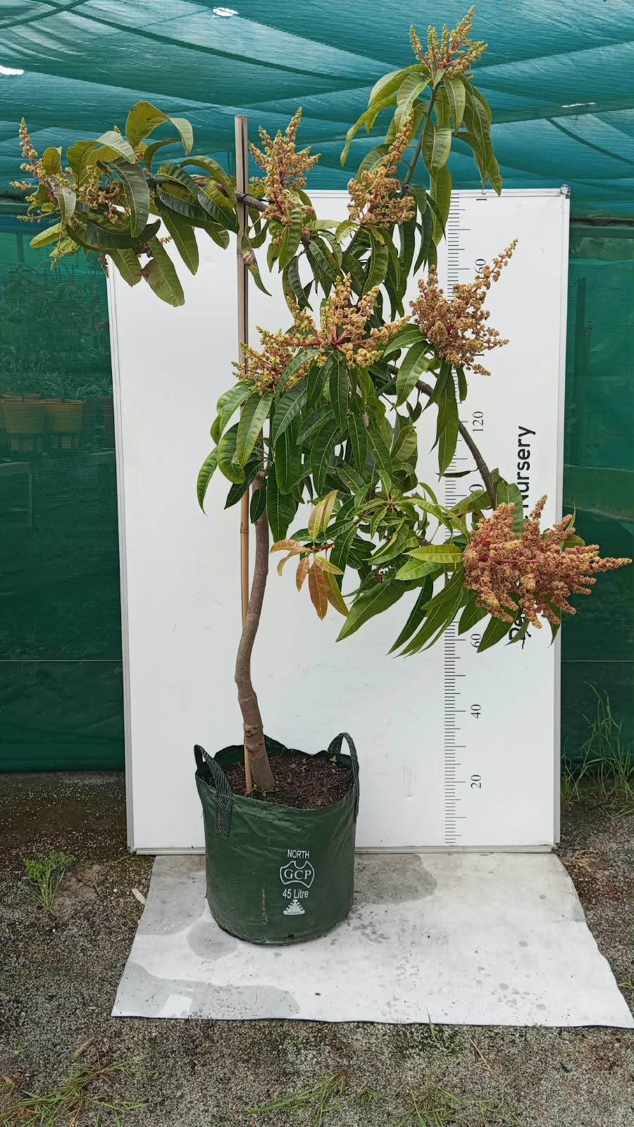 Kensington Pride Mango Tree