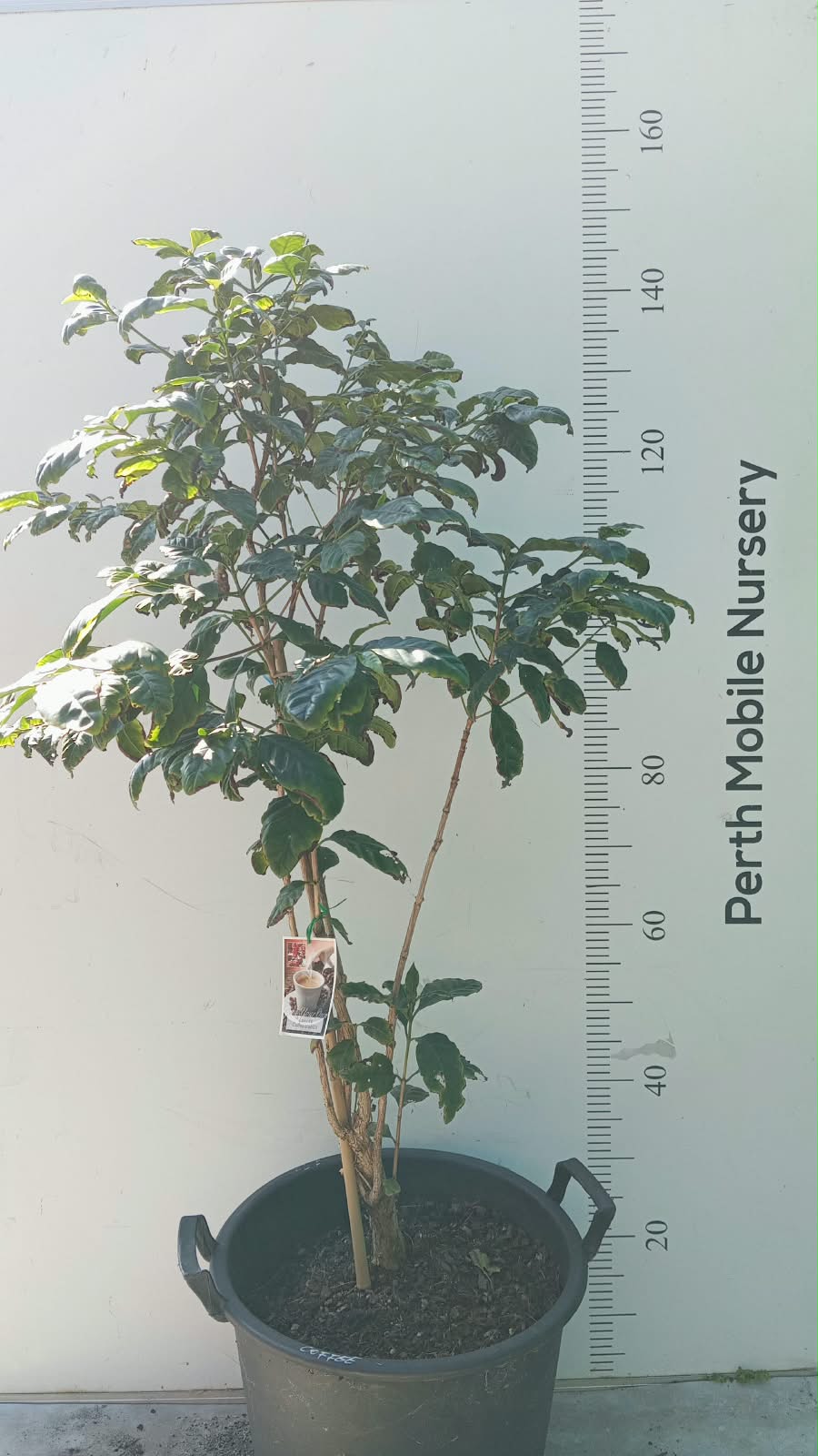 Coffee Tree Arabica Catuai Rojo