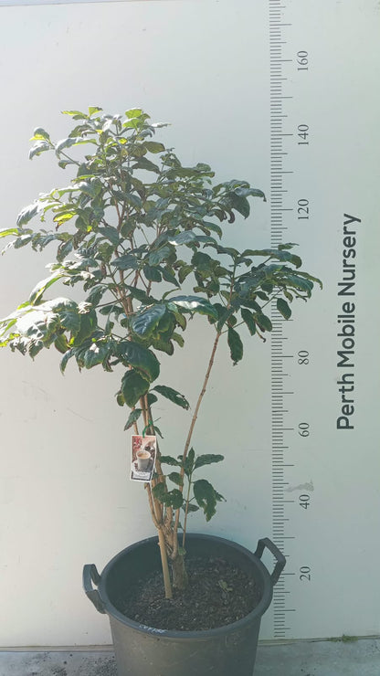 Coffee Tree Arabica Catuai Rojo