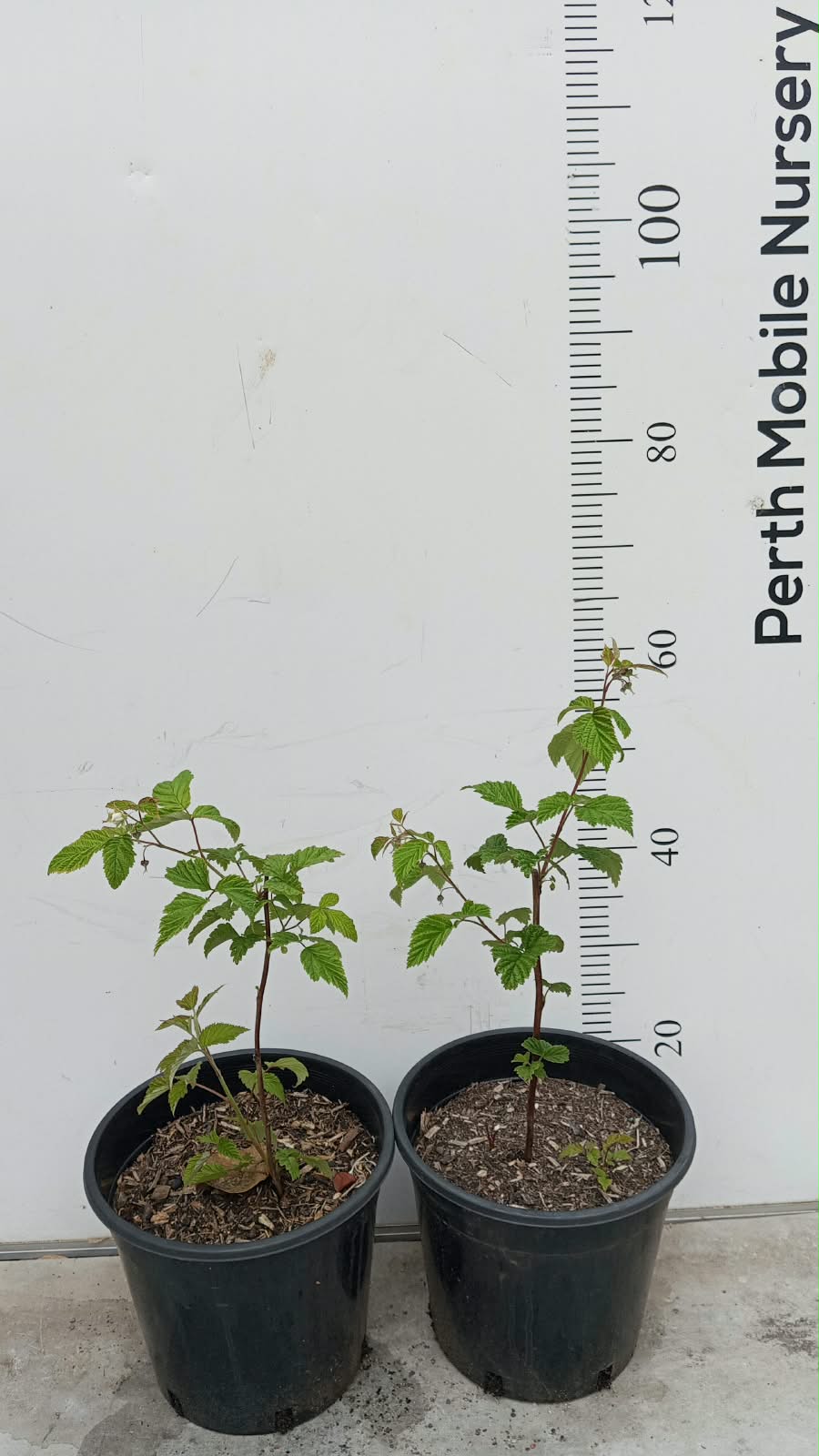 Raspberry Bush