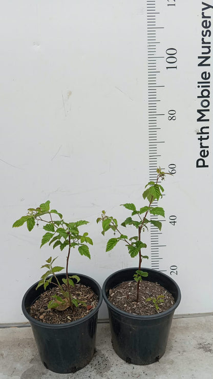 Raspberry Bush