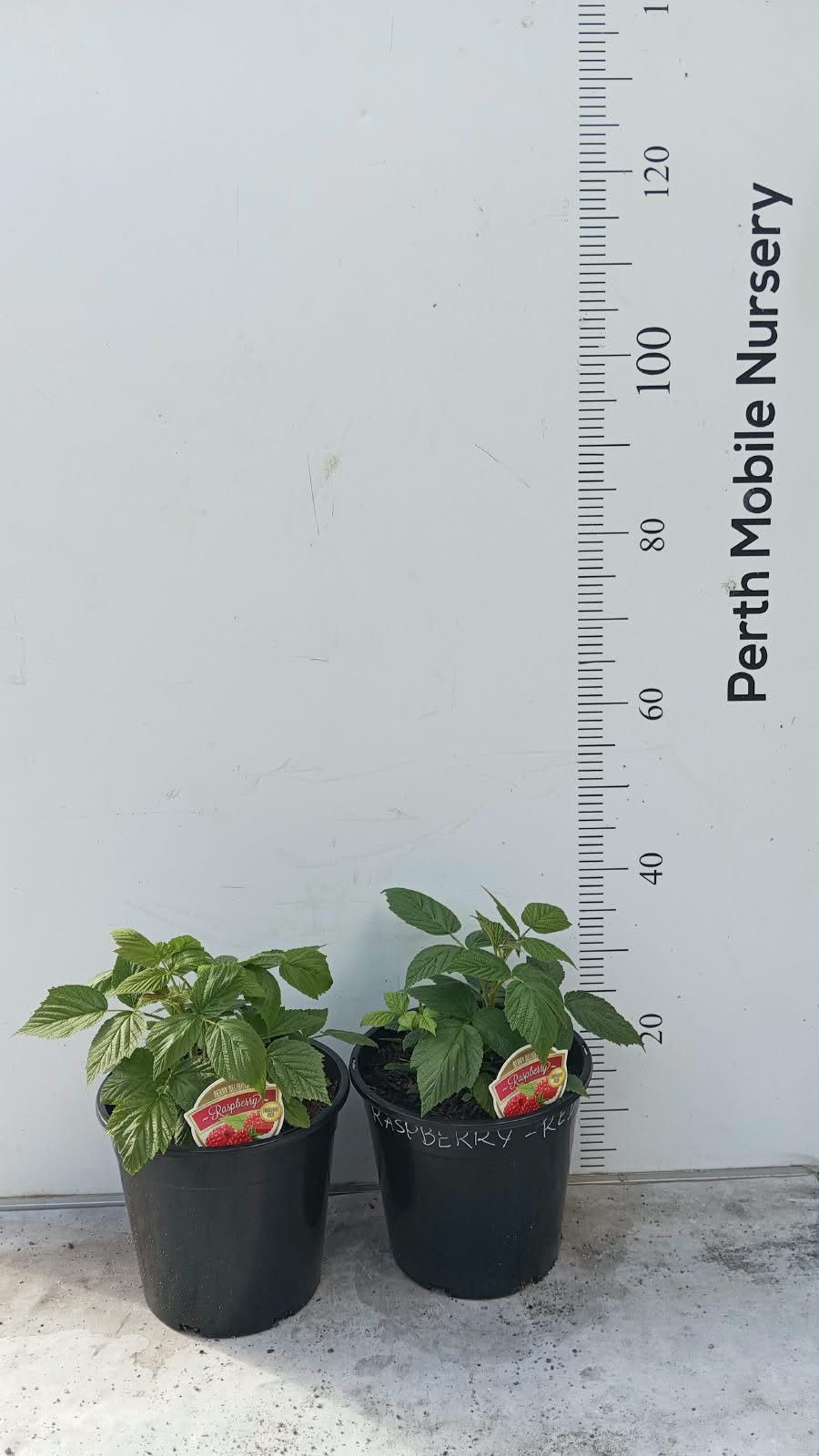 Raspberry Bush