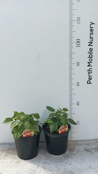 Raspberry Bush