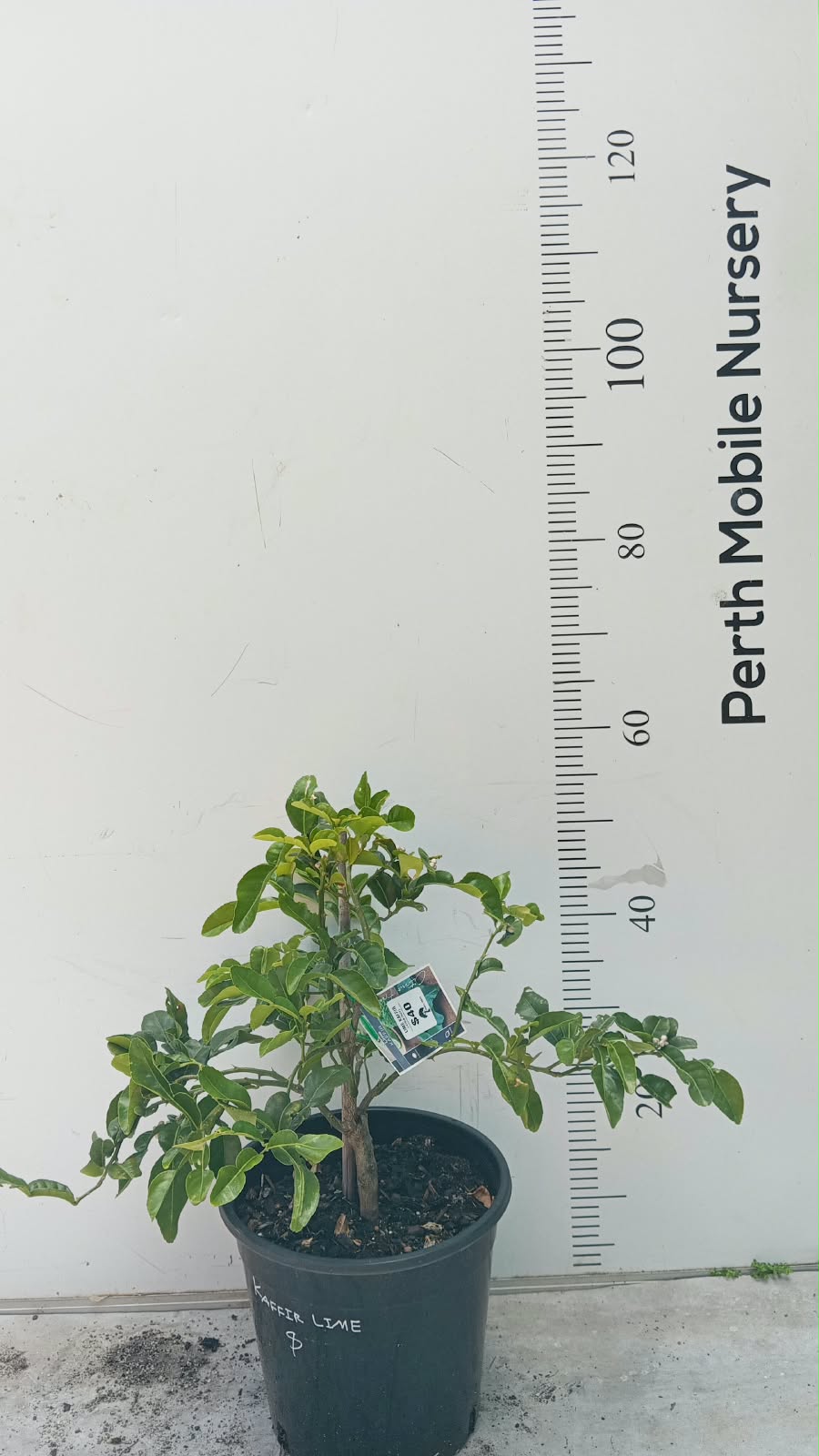 Kaffir Lime Tree