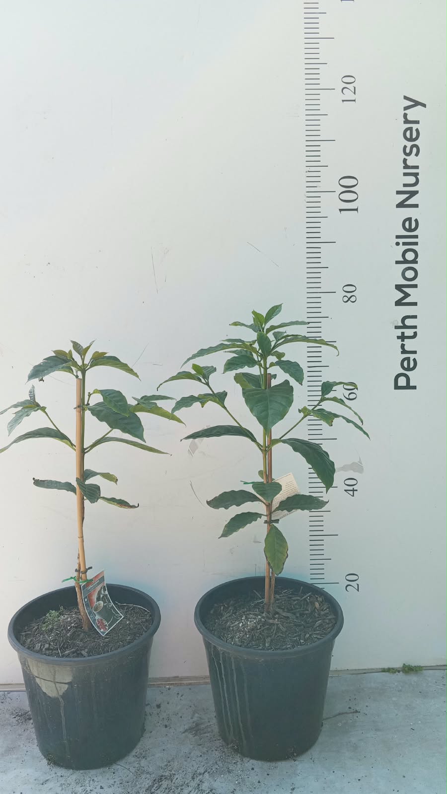 Coffee Tree Arabica Catuai Rojo