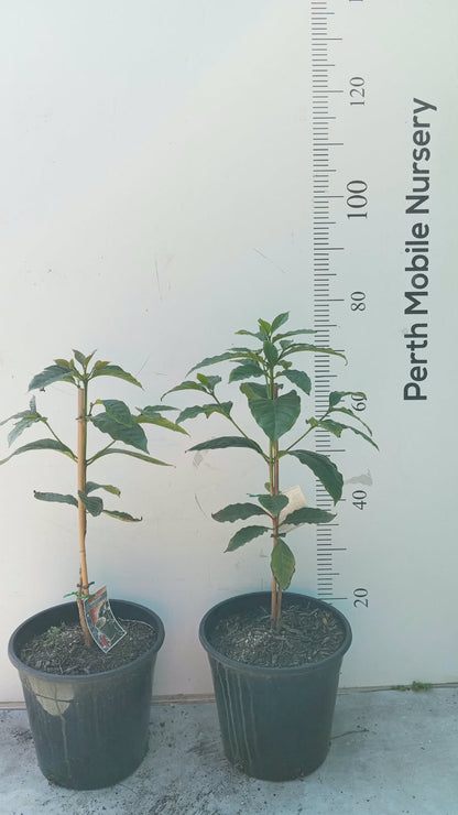Coffee Tree Arabica Catuai Rojo