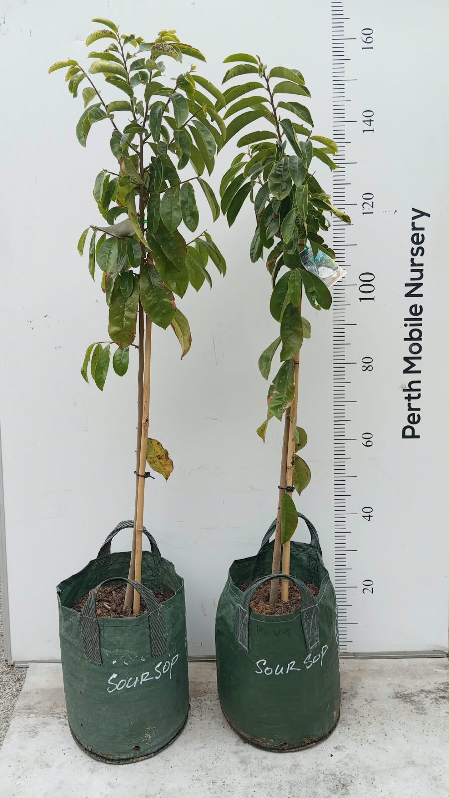 Soursop Fruit Tree