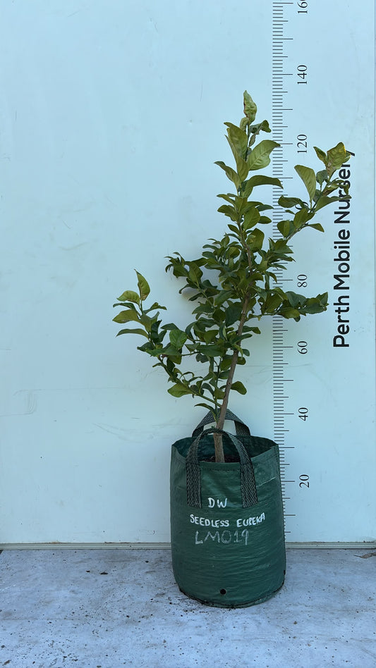 Seedless Eureka Lemon