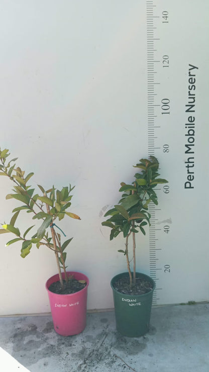 White Guava Fruit Tree