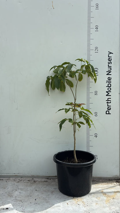 Aztec White Sapote Fruit Tree