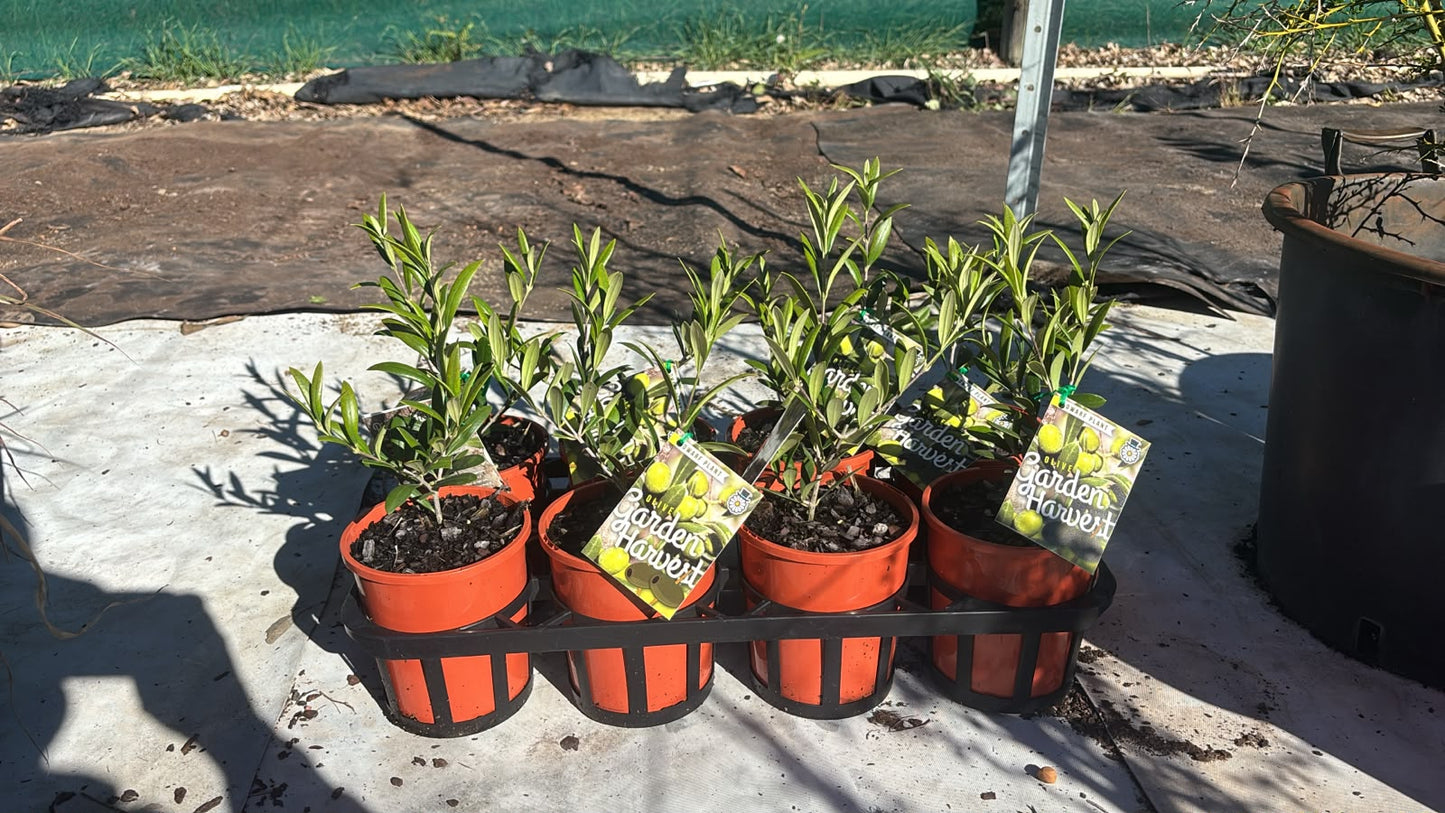 Dwarf Olive Tree