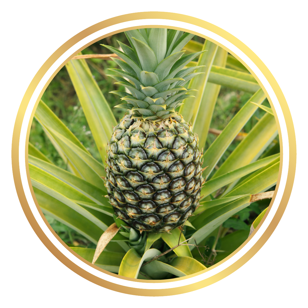 Pineapple Fruit Plant
