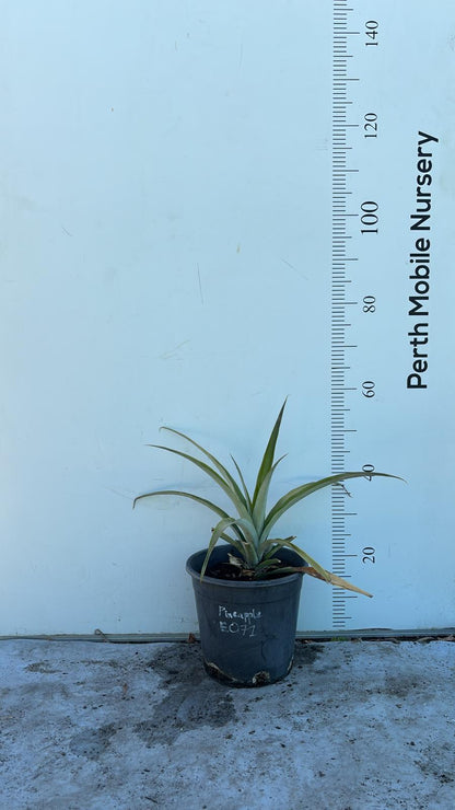 Pineapple Fruit Plant