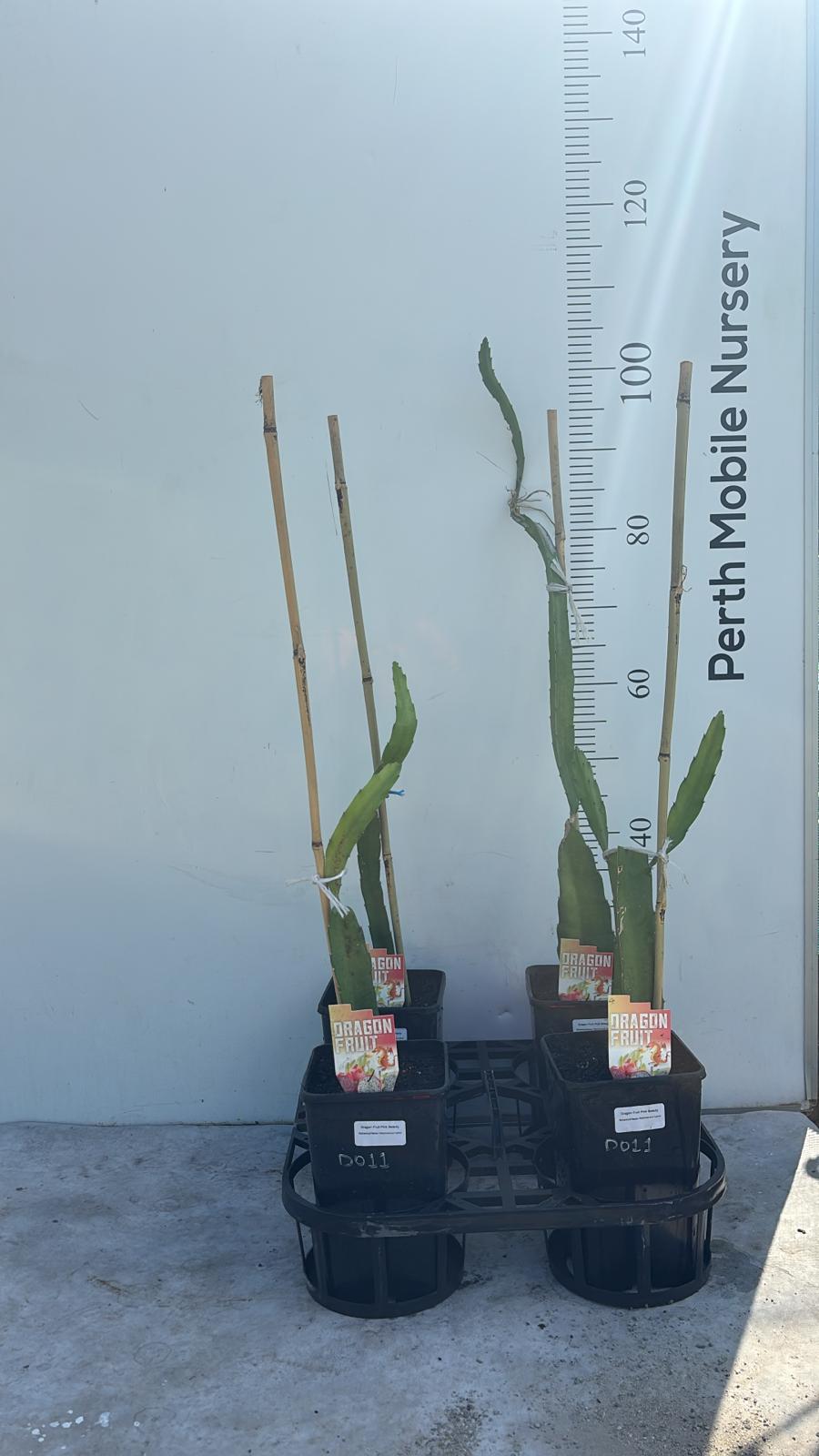 Pink Beauty Dragon Fruit