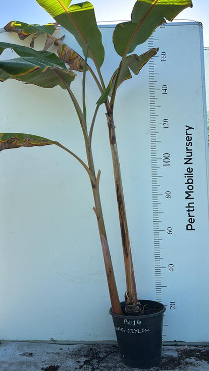 Ambul Kesel Banana Tree