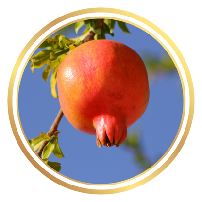 Pomegranate Azerbaijani Fruit Tree