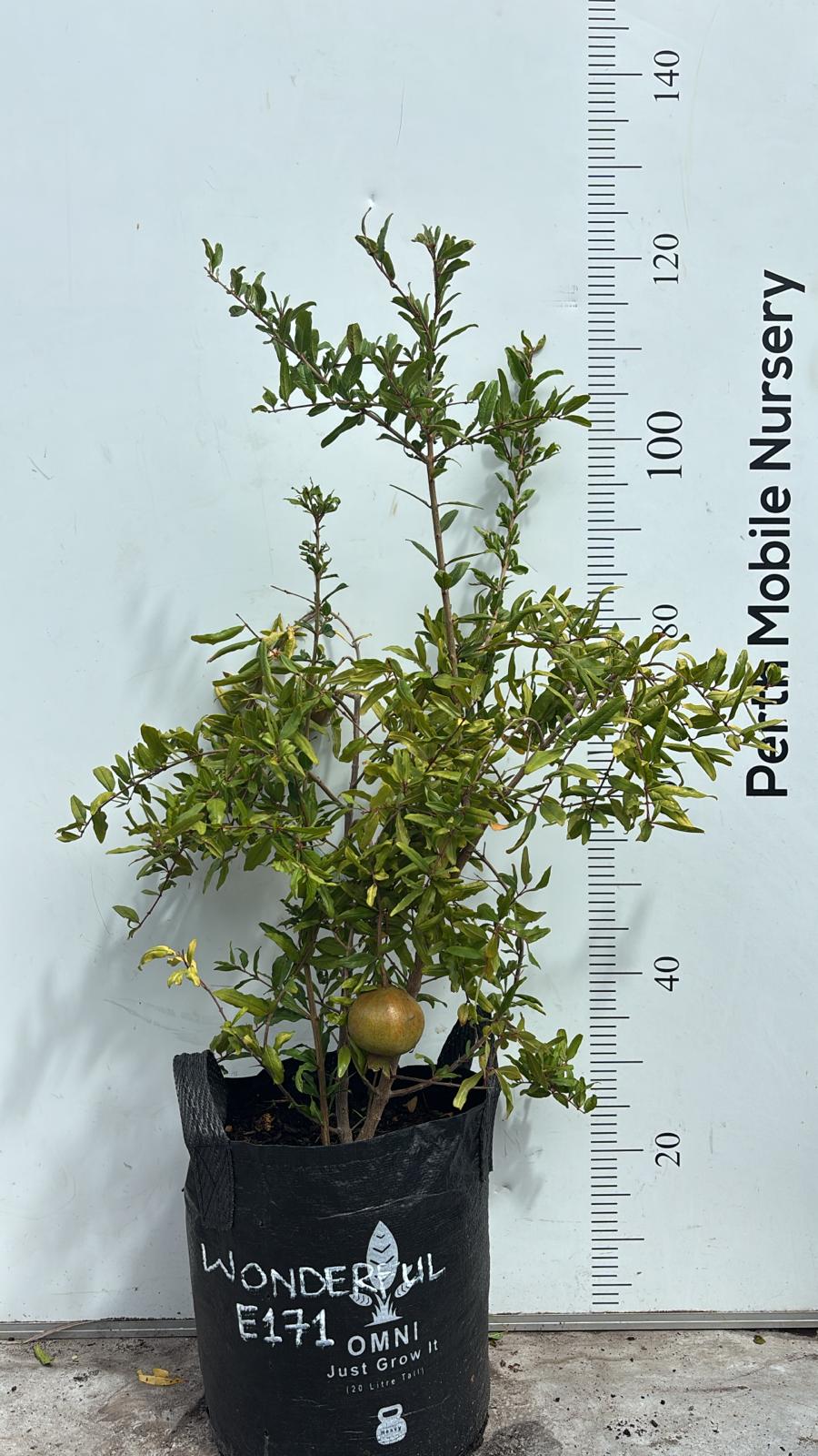 Pomegranate Wonderful Fruit Tree