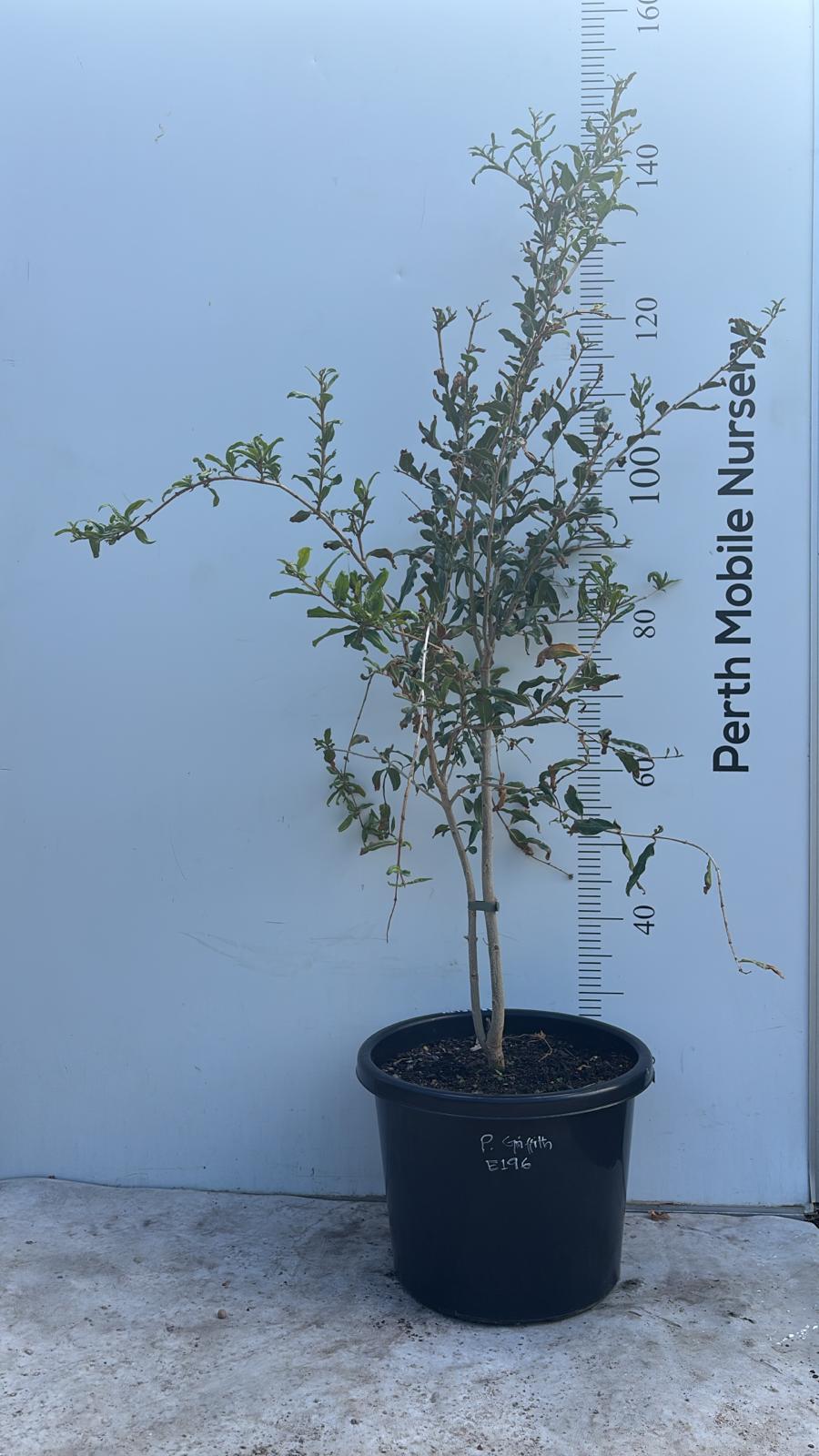 Pomegranate Griffith