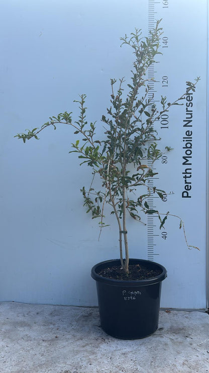 Pomegranate Griffith