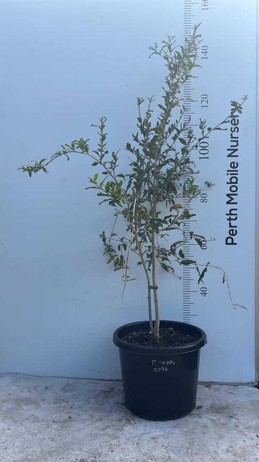 Pomegranate Griffith