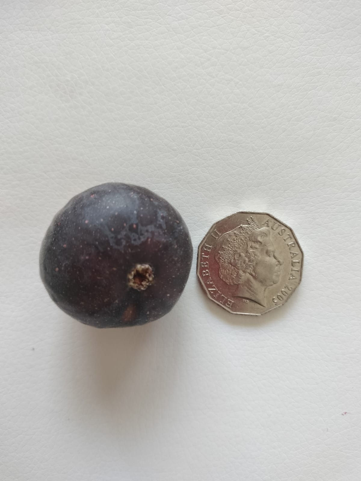 Purple Heart Fig Perth