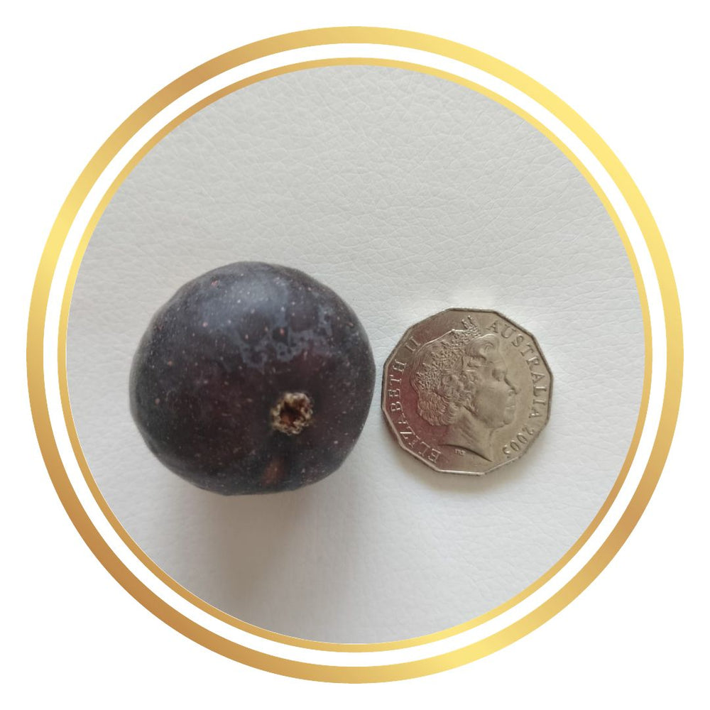 Fig Tree Purple Heart