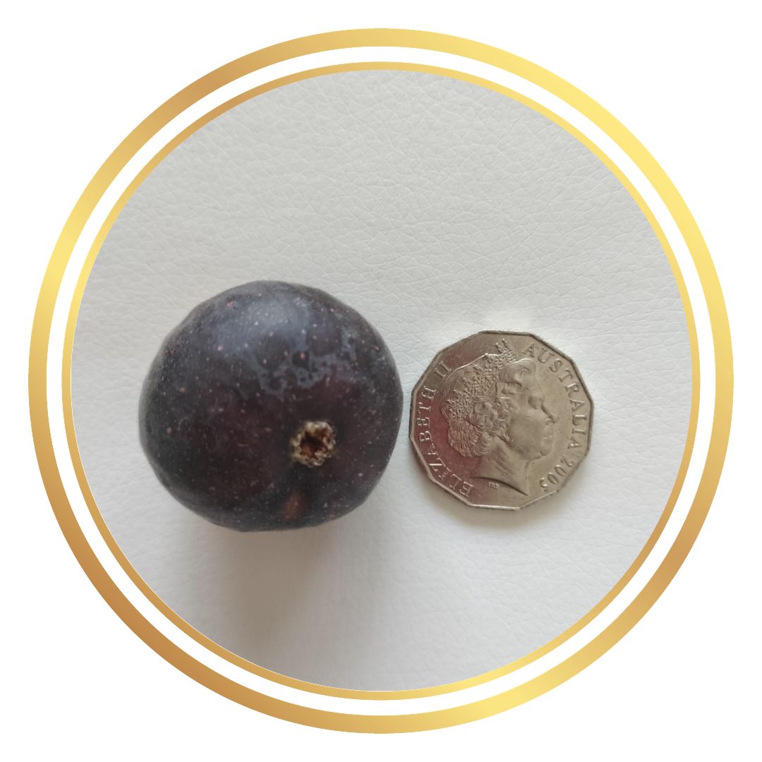 Purple Heart Fig Perth