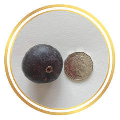 Fig Tree Purple Heart