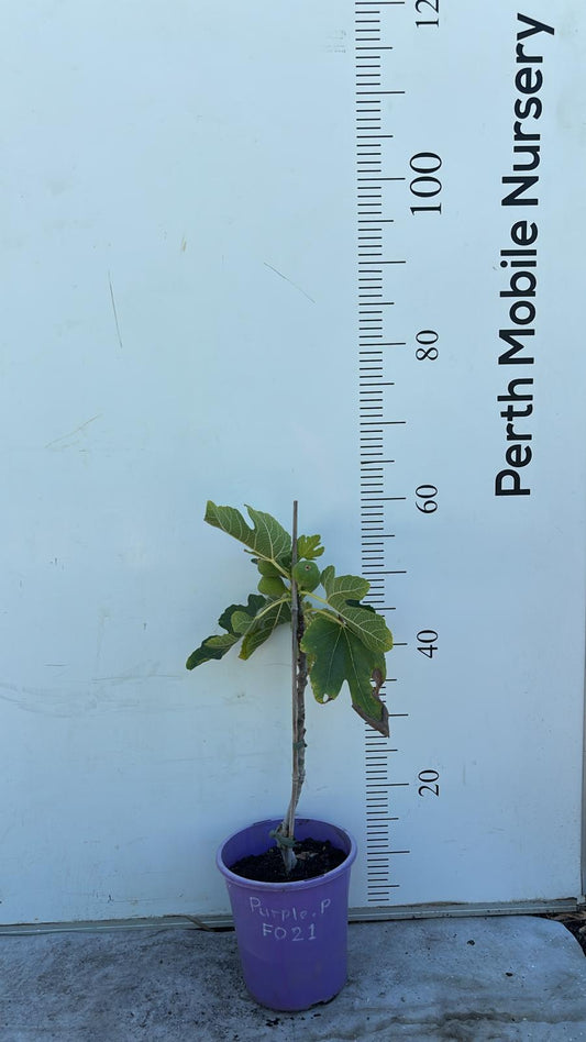 Fig Tree Purple Prince