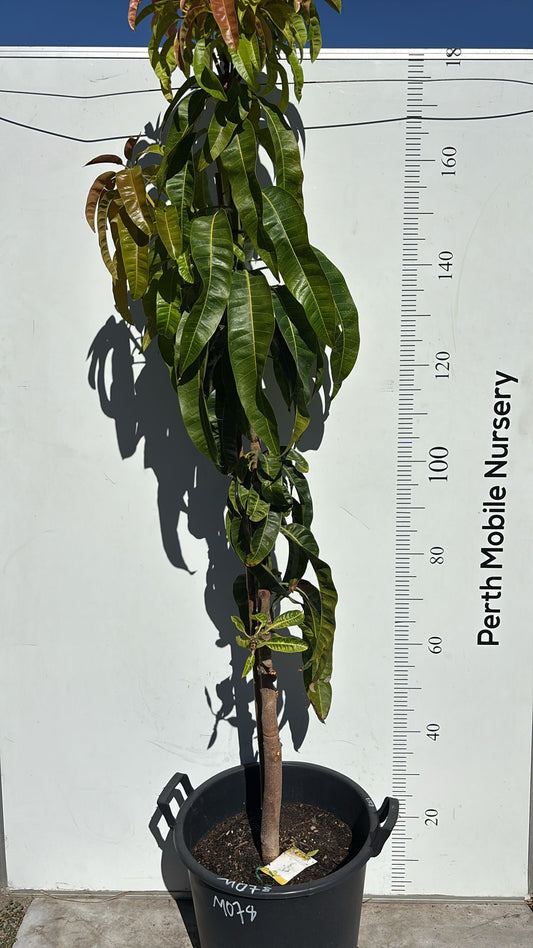 R2E2 Mango Fruit Tree