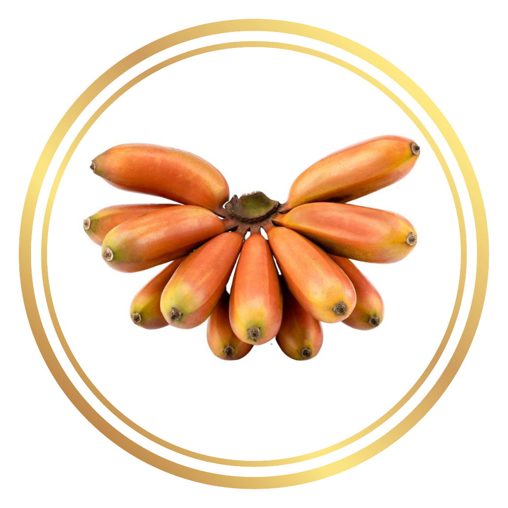 Dwarf Red Dacca Banana Tree