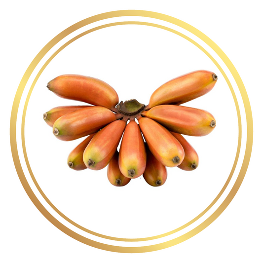 Red Dacca Banana Tree