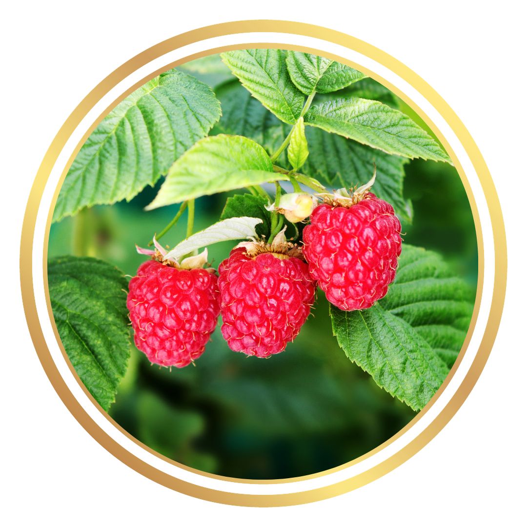 Asbury Raspberry Raspberry Bush – Perth Mobile Nursery