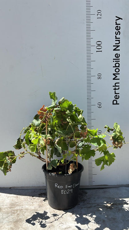 Grape Vines Fruiting