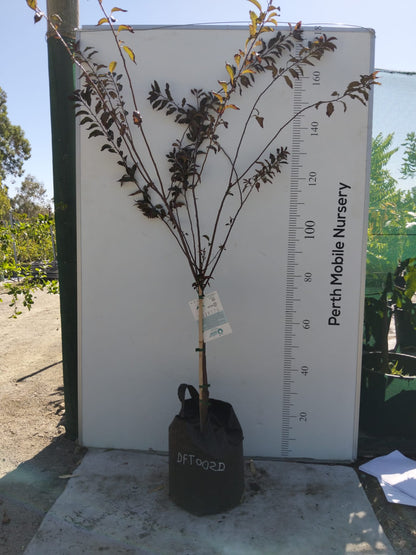 Dwarf Fruit Tree Plum Red Flesh