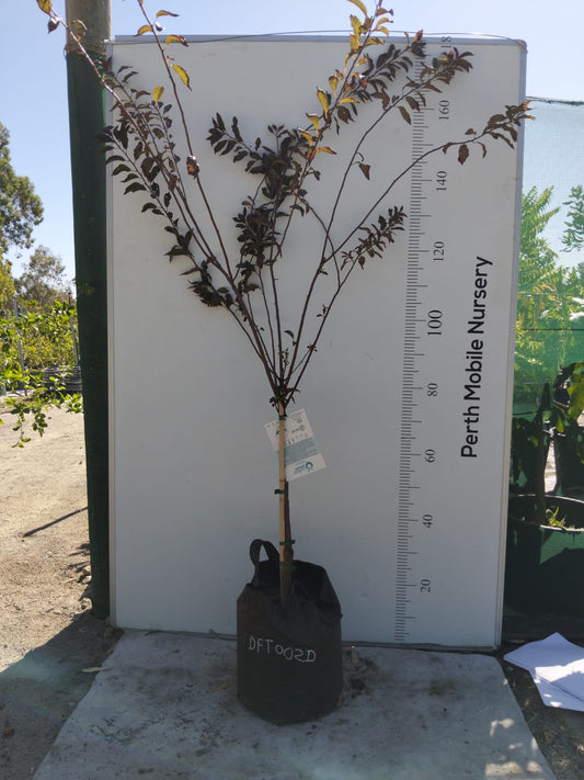 Dwarf Fruit Tree Plum Red Flesh