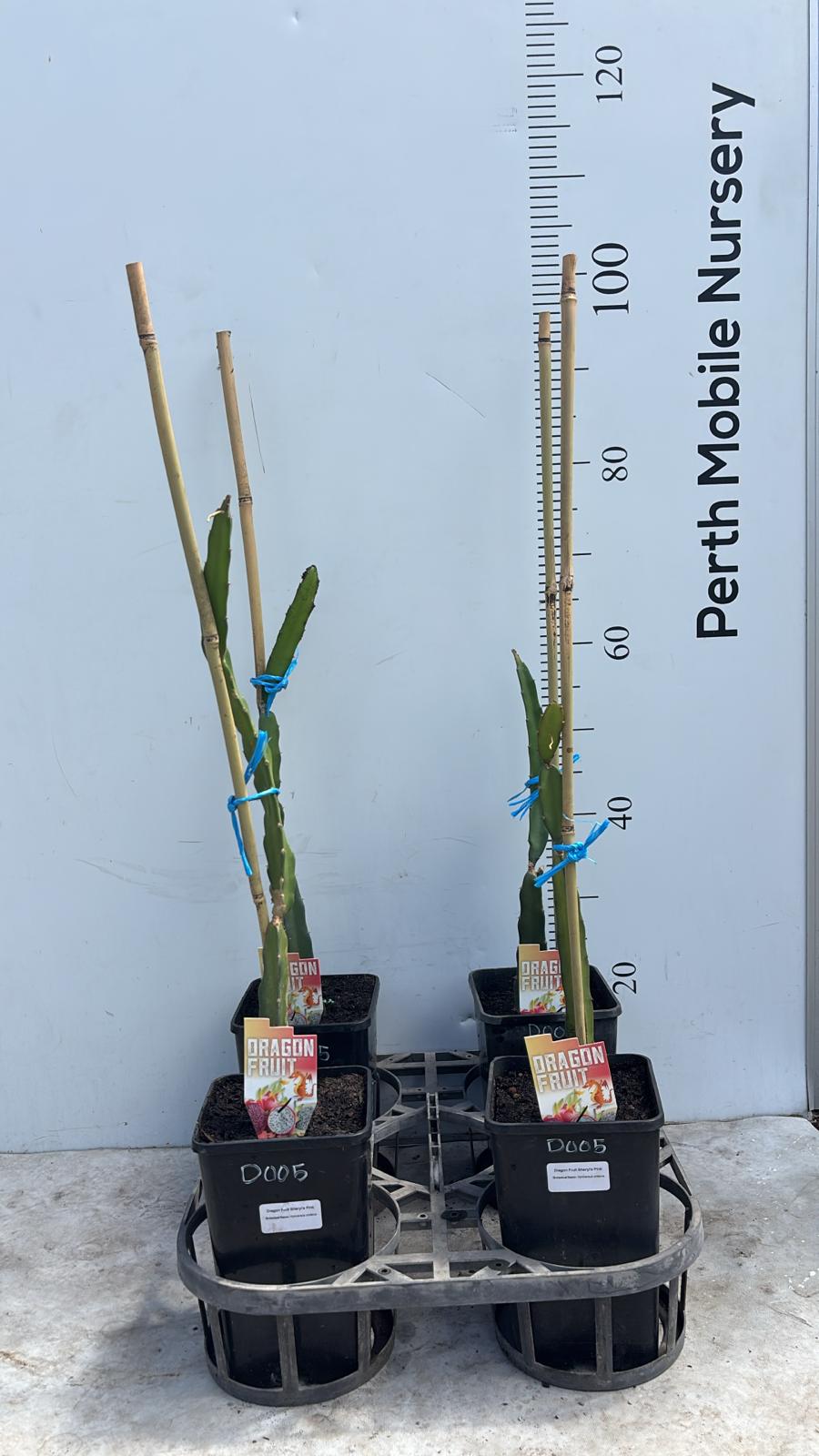 Peony Perfection Dragon Fruit