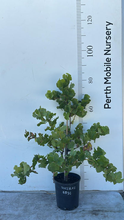 Grape Vines Fruiting