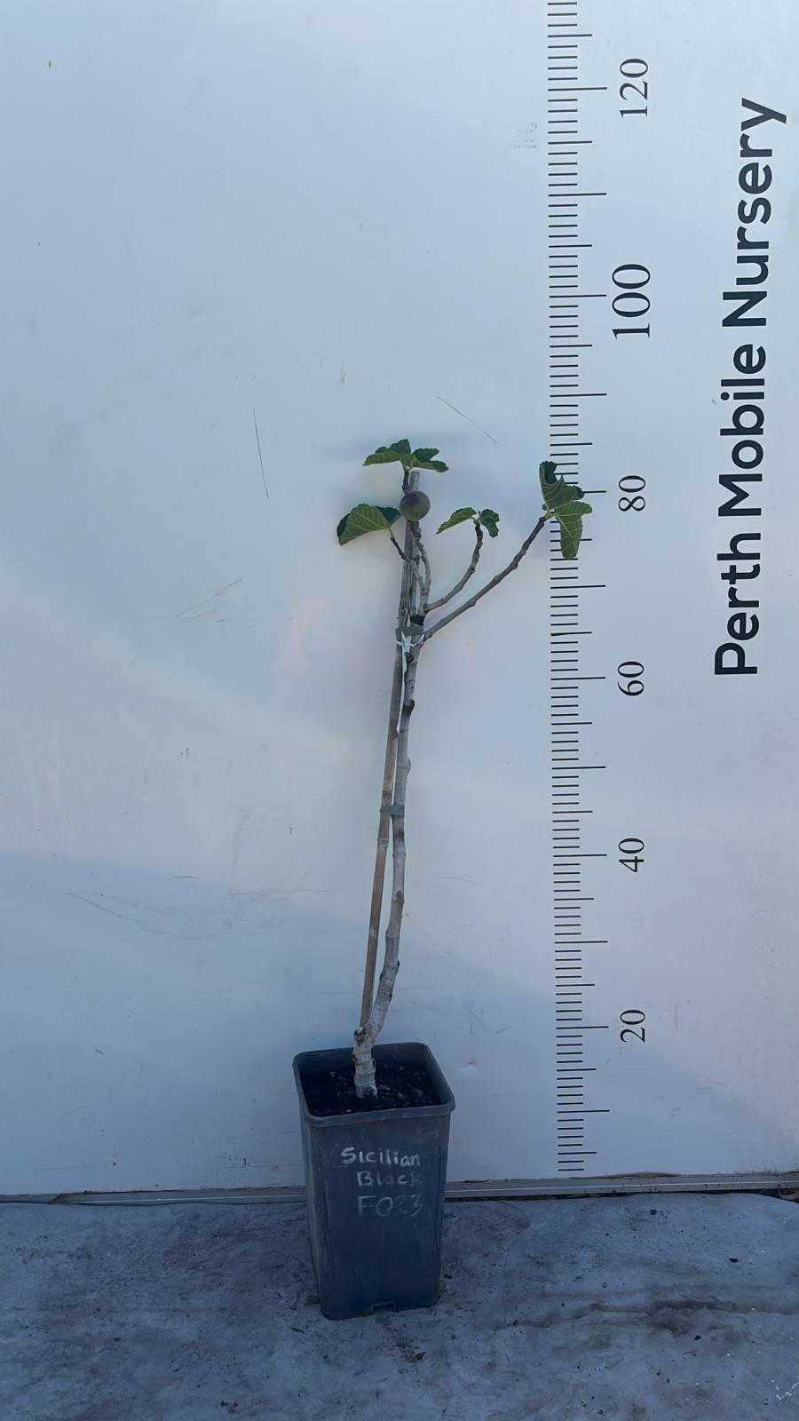 Sicilian Black Fig Tree