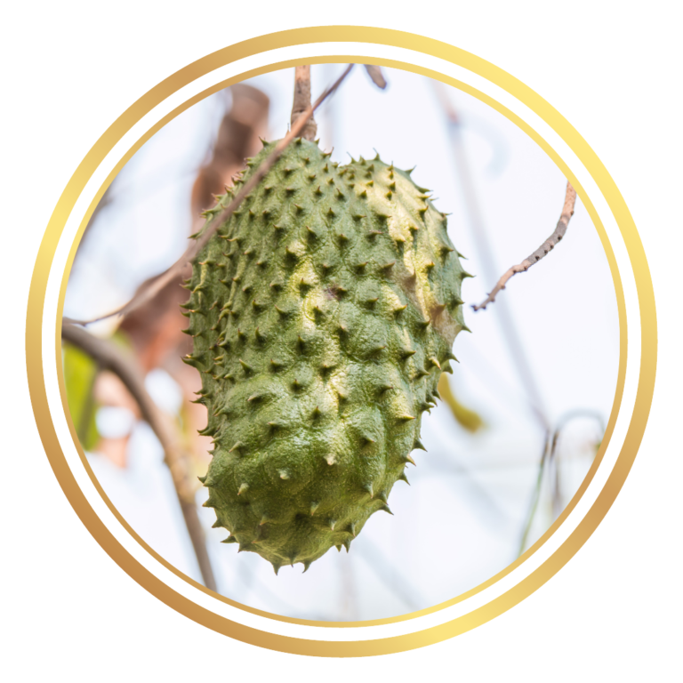 Soursop Fruit Tree