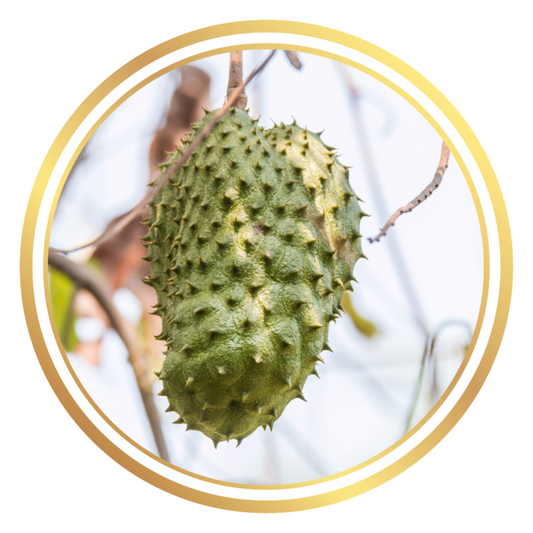 Soursop Fruit Tree