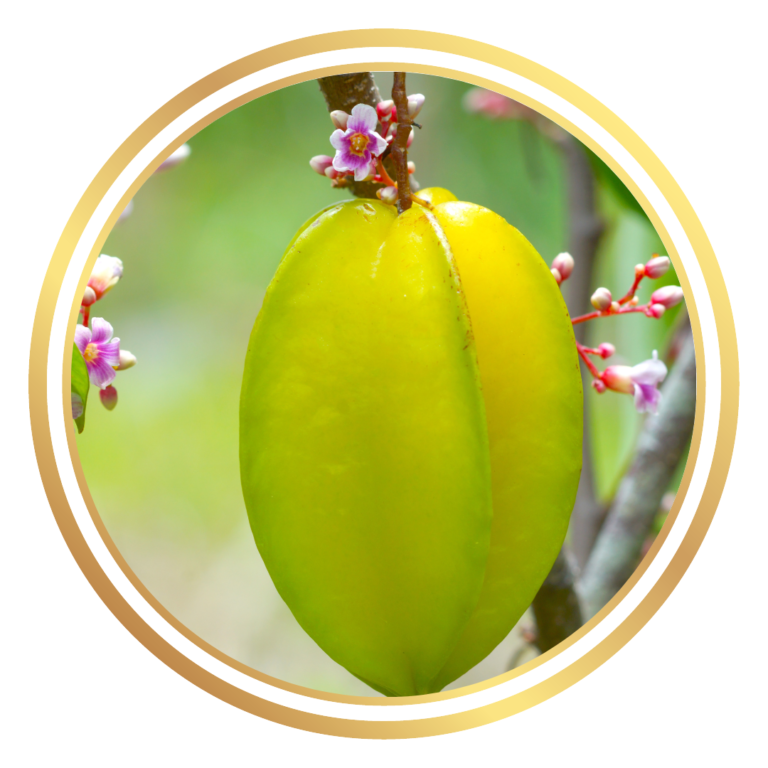 Starfruit Carambola Balimbing Fruit Tree
