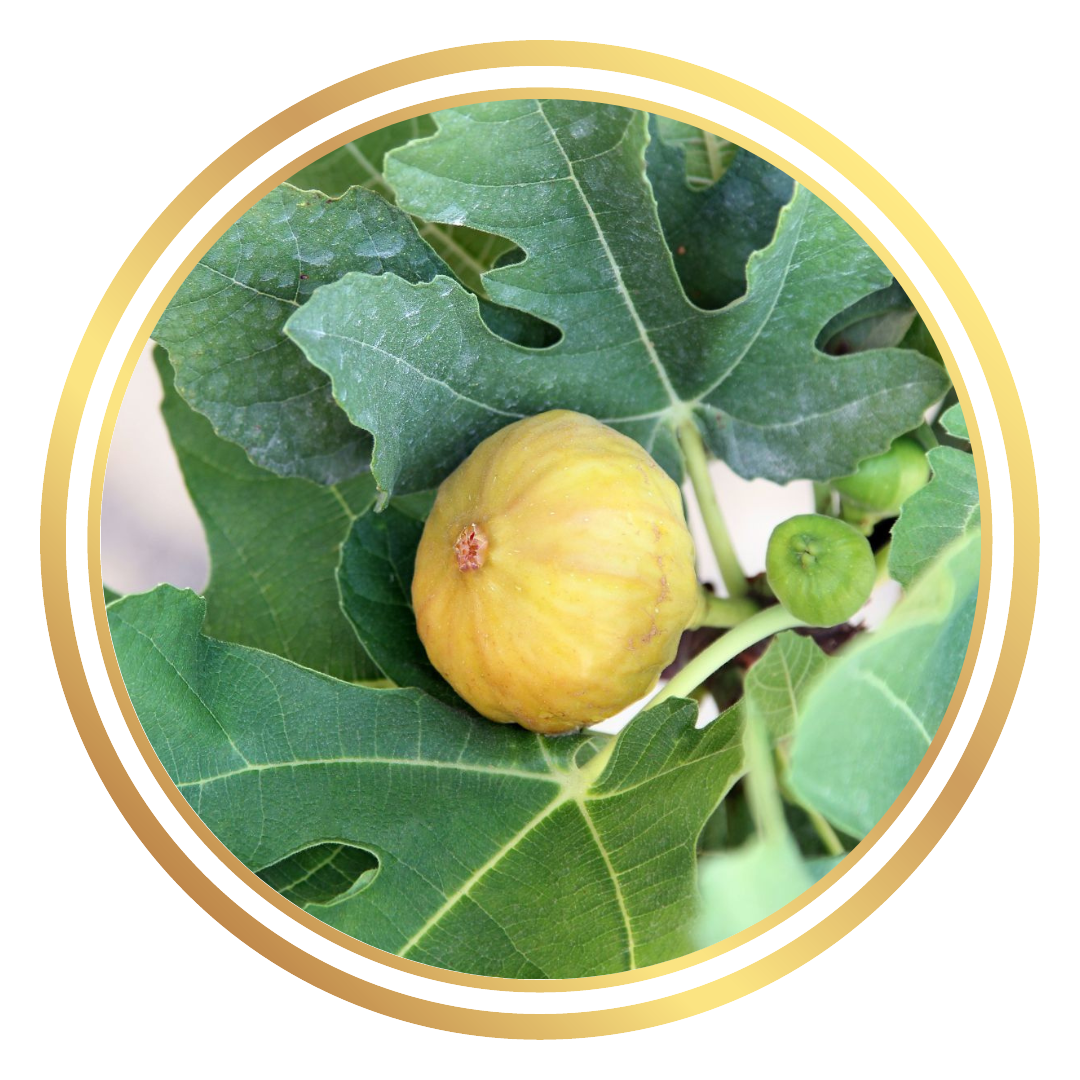 Fig Stoney Yellow