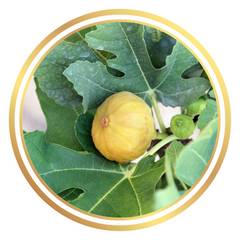 Fig Stoney Yellow