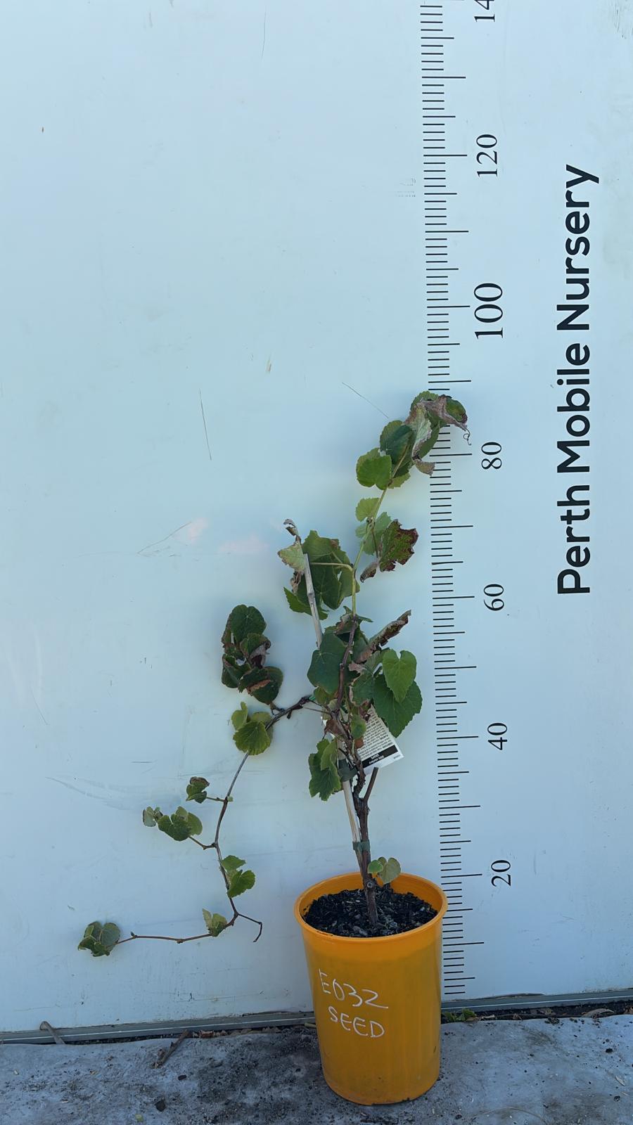 Grape Vines Fruiting