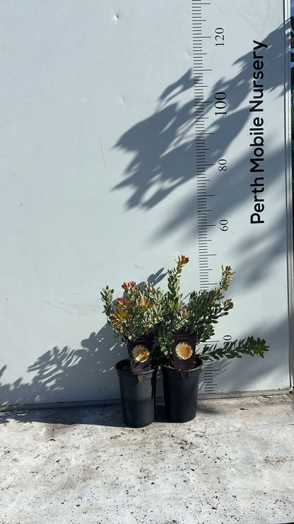 Protea sulphurea